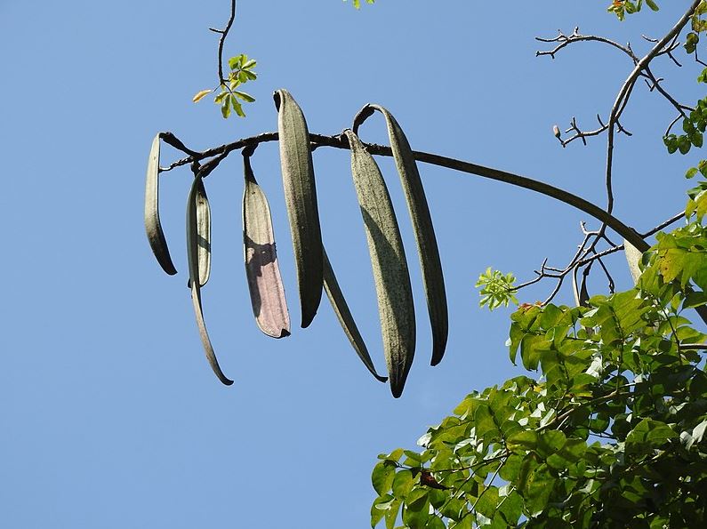 Oroxylum indicum,Sonapatha,Broken Bones Plant