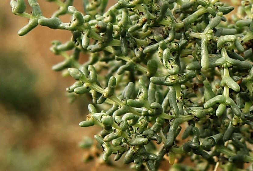 Petroselinum crispum