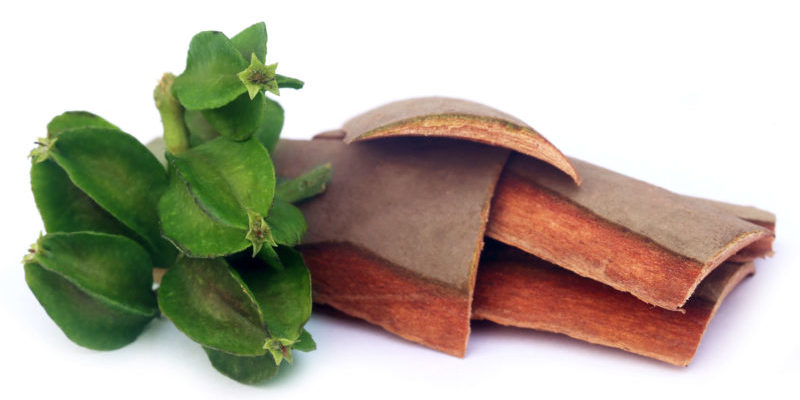 Terminalia arjuna,arjuna