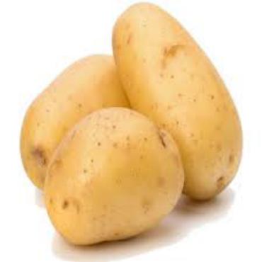 potato,Solanum tuberosum